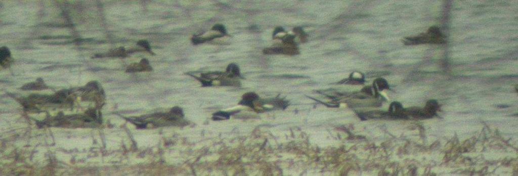 Nurogęś Mergus merganser (1 I-31 I; L; min. 50) 16.01 - Σ 31, rz. Supraśl od Fast do Złotorii, gm. Choroszcz, pow. białostocki (M. Polakowski, M. Broniszewska); 23.01-2 i 2, Dzikie, gm.