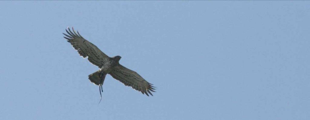 Bielik Haliaeetus albicilla (min. 10) 07.09-10, St. Popielewo, gm. Krypno, pow. moniecki (M. i W. Januszkiewiczowie); 18.09-15, tamŝe (G. Grygoruk, S. Niedźwiecki, T. Tumiel); 20.09-10, tamŝe (A.