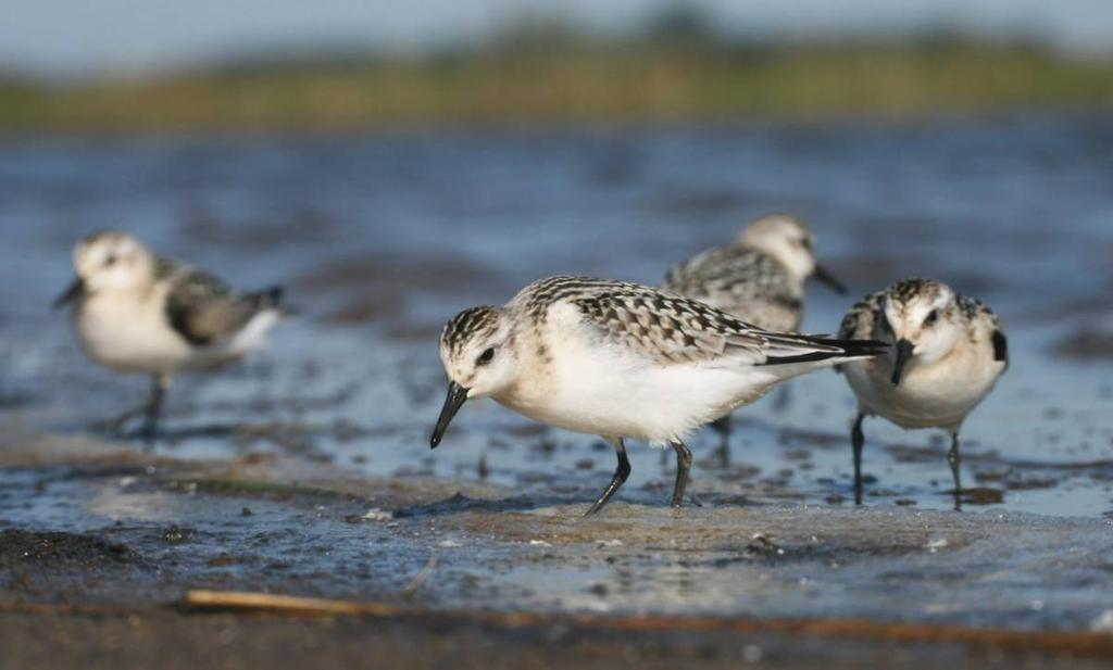 Piaskowiec Calidris alba (WO) 31.07-2 ad., Zb. Siemianówka (S. Niedźwiecki i inni); 19-20 - 1 ad., tamŝe (M. Polakowski i inni); 30.08-1, tamŝe (A. Grajewska i inni); 04.09-2, tamŝe (G. Grygoruk, S.