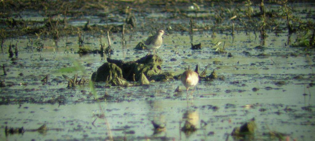 Biegus mały/malutki Calidris temmincki/minuta 15.03-1, Grądy Woniecko, gm. Rutki, pow. zambrowski (A. i W. Januszkiewiczowie).