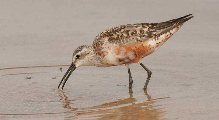 Fot. 21. G. Grygoruk Biegus krzywodzioby Calidris ferruginea (1 X-20 VII; min. 10) 09.07-1 ad., Zb. Siemianówka (S.