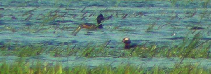 Perkoz dwuczuby Podiceps cristatus (1 I-29 II; min. 100) 08.10-108, Zb. Siemianówka (T. Tumiel i inni); 09.11 - ca 150, Zb. Siemianówka (G. Grygoruk, J. Kosior).