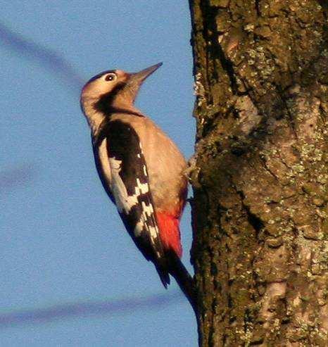 Dzięcioł białoszyi Dendrocopos syriacus (L) 25.04-1. zaniepokojony, Hajnówka, (P. Białomyzy); 04.