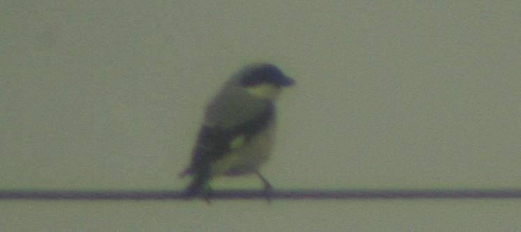 Gąsiorek Lanius collurio (1 X-30 IV) 07.11-1, Hajnówka (gm.), (A. Gierasimiuk), 26.05-30.07-1 leucystyczny w parze z normalną samicą, Grądy Woniecko, gm. Rutki, pow. zambrowski (E. Pugacewicz).