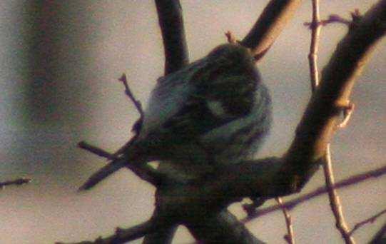 Zb. Siemianówka (T. Tumiel i inni); 14.12-1 /im., Białystok (M. Broniszewska, M. Polakowski). Czeczotka tundrowa Carduelis hornemanni (WO) 14.12-1 /im., Białystok (M. Polakowski, M. Broniszewska).