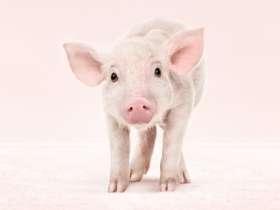 Tasiemiec uzbrojony człowiek jest jedynym żywicielem ostatecznym, żywicielem pośrednim świnia lub dzik wągry z prądem krwi mogą dostać się do mózgu, gałek ocznych, wątroby lub mięśni zarażenie po