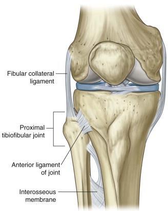 UNERWIENIE TOREBKI STAWU KOLANOWEGO (GENICULAR NERVES) NERW UDOWY: 3 gałązki stawowe od nerwów do mięśni obszernych uda (MM VASTI) NERW PISZCZELOWY: Gałązka stawowa górno-przyśrodkowa Gałązka stawowa