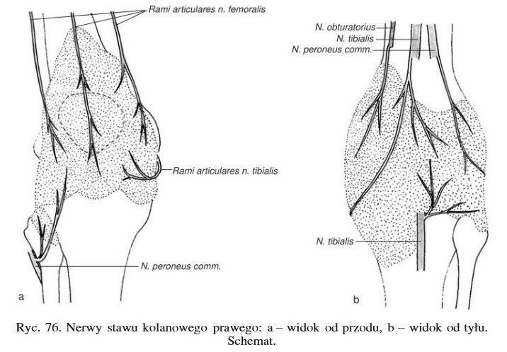 NERW UDOWY NERW ZASŁONOWY Splot przedrzepkowy z gałęzi skórnych nerwu udowego i nerw skórny boczny