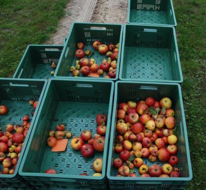 Tabela 10. Procent uszkodzonych owoców jabłoni odmiany Pinova i Topaz w zależności od rozstawy sadzenia i nawożenia drzew. Liczba owoców Dobre owoce Zwójki Sówki miernikowce Topaz /M.