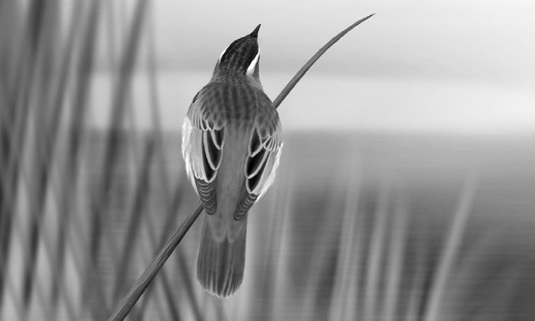Ornis Polonica 57, 2016: 39 57 Międzysezonowa powtarzalność dynamiki jesiennej migracji wróblowych Passeriformes nad Jeziorem Rakutowskim Rafał Bobrek, Jakub Hasny, Joanna Kajzer-Bonk, Maciej Wayda,