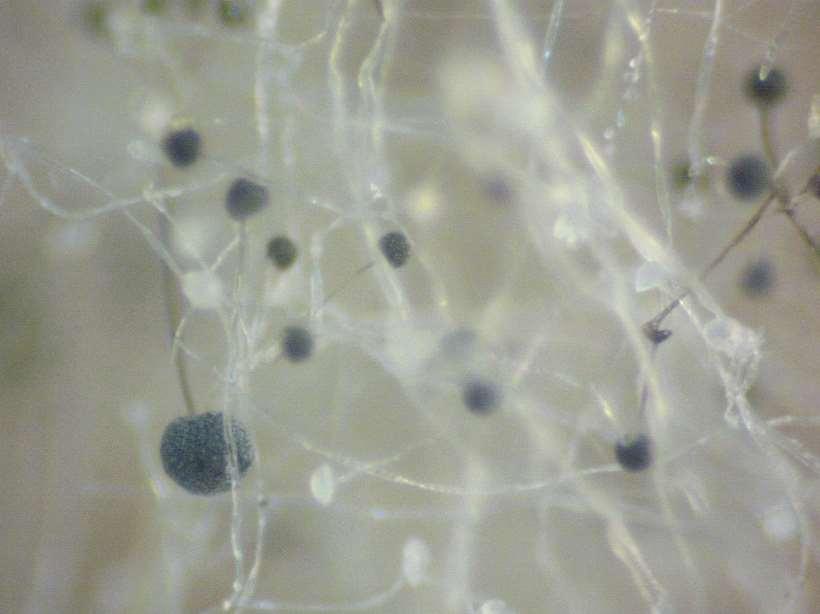 Taxonomic classi cation of the fungus Królestwo Gromada Klasa Rząd Rodzina Rodzaj Gatunek grzyby sprzężniaki incertae sedis pleśnikowce pleśniakowate pleśniak pleśniak biały, Mucor mucedo Fresen Ryc.