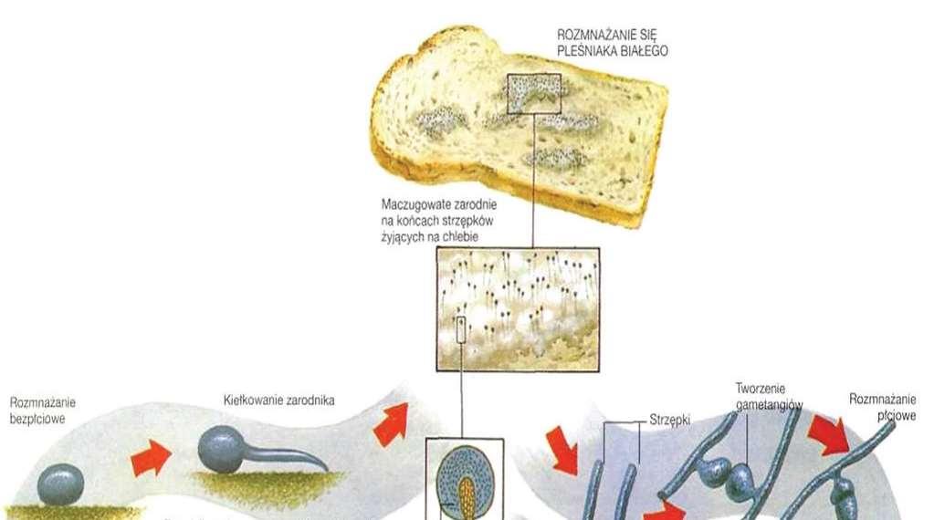 Ryc. 3. Etapy rozwoju grzybni pleśniaka na pieczywie Fig. 3. Phases of mycelium fungus growth on bread Konserwanty stosowane podczas wypieku pieczywa na drodze przemysłowej Podczas produkcji pieczywa na skalę przemysłową stosuje się liczne konserwanty.