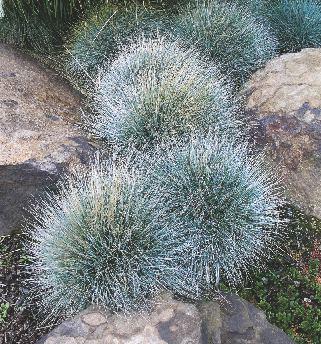 Cieszy się ogromną popularnością, jest jednym z najchętniej uprawianych kaktusów. Po wielu latach osiąga średnicę 40 cm.