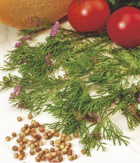 Aromatyczna roślina stosowana jako przyprawa do potraw mięsnych, sosów i warzyw.