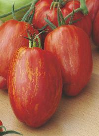 0,5 g 2,50 zł Bardzo poszukiwana, najwcześniejsza odmiana pomidora malinowego do uprawy w gruncie i pod osłonami.