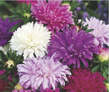 Warty polecenia, łatwy w uprawie, ulubiony kwiat naszych ogrodów. LEWKONIA LETNIA KARMINOWA 60-100 cm VI-IX (Delphinium ajacis).