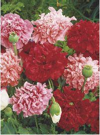 Usuwanie przekwitłych kwiatów wydłuża okres kwitnienia. 70-80 cm VI-VIII 01-093 1 op. 1 g 1,30 zł (Papaver somniferum).