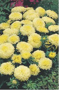 0,5 g 1,30 zł (Callistephus).  Urocze, gęsto kwitnące kwiaty zdobią ogród, taras lub balkon, a także polecane są do małych bukiecików. 20 cm VI-X 01-001 1 op.