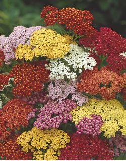Ma długi okres kwitnienia i efektowne kwiatostany. Kwiaty znakomicie nadają się do cięcia i suszenia, trwale zachowują kolor.