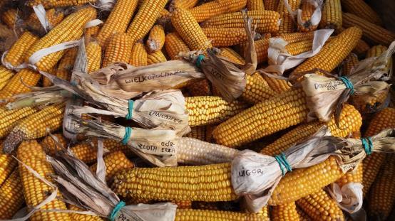 Dawne odmiany populacyjne kukurydzy w kolekcji KCRZG Numer akcesyjny Odmiana 55022 Wigor 55023