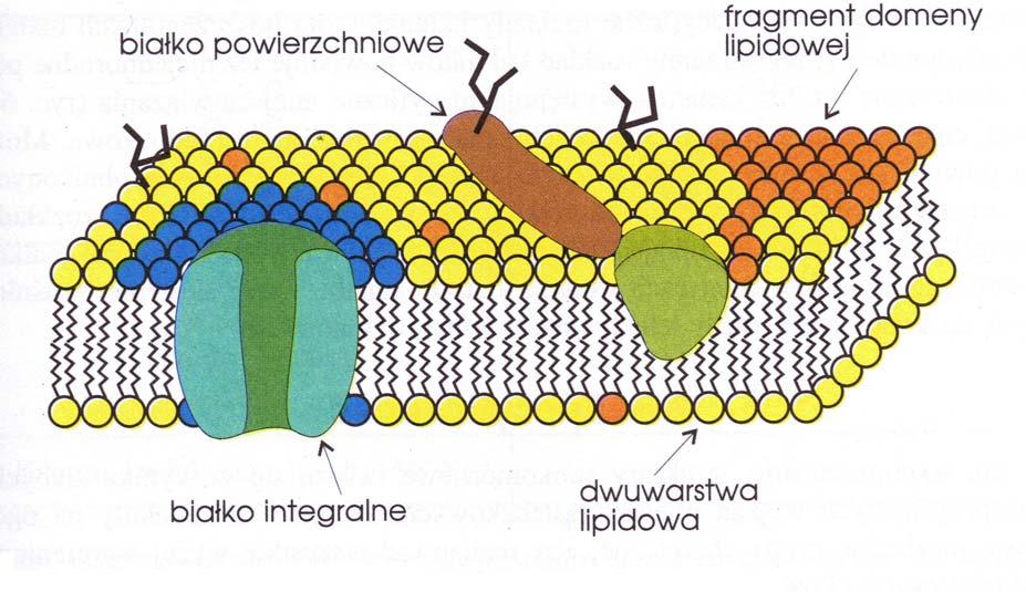 Błona