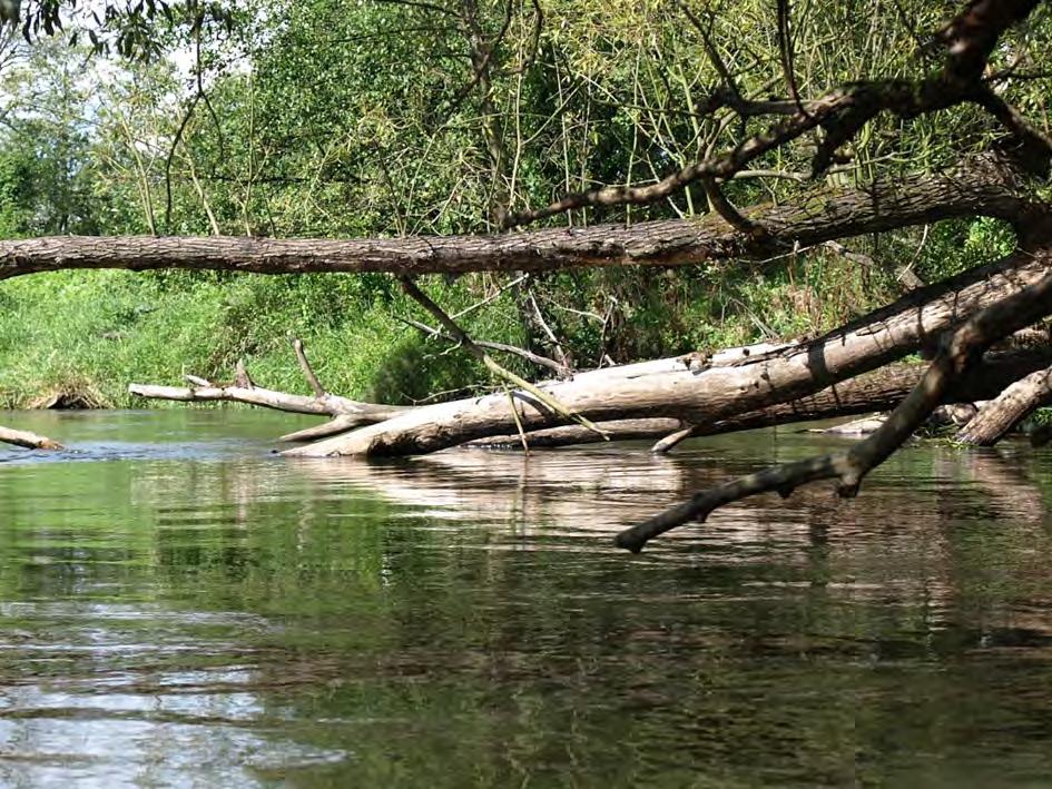 Rezerwat przyrody Rzeka Rawka W Krainie Rawki znajduje się Rezerwat rzeka Rawka obejmuje całą długość rzeki od jej źródeł do ujścia oraz teren dopływów: Krzemionki, Grabianki, Korabiewki oraz Rokity.