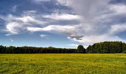 Rezerwat leśny "puszcza mariańska" Rezerwat przyrody Puszcza Mariańska - położony na terenie Gminy Puszcza Mariańska w województwie mazowieckim.