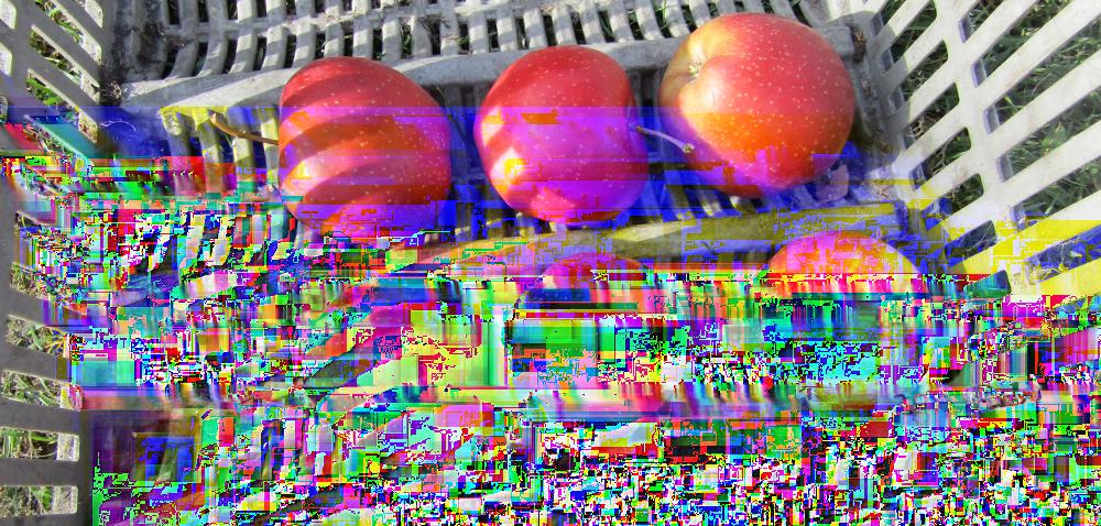 Jonagold - smaczny, ale wrażliwy na pogodę Autor: Tomasz Kodłubański Data: 24 października 2017 Jonagold należy do czołówki odmian decydujących o wielkości produkcji jabłek na świecie.