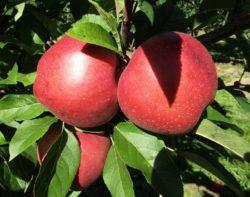 W całej grupie mutantów odmiany Jonagold występują wyraźne różnice w osiąganiu oczekiwanych cech jakościowych. Odmienny jest też wygląd jabłek (barwa i rodzaj rumieńca).