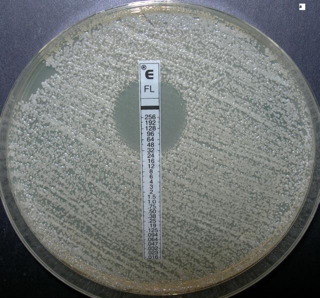 228 M. Dyląg Nr 3-4 Photo. IIIa, b. The susceptibility of Cryptococcus neoformans var. grubii nr.