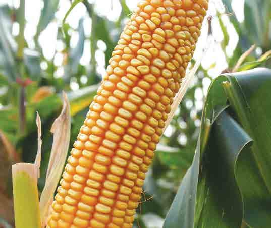 STRONA 16 nasiona / wiosna 2018 / kukurydza FAO: 220 TYP ZIARNA: FD ISANTO Świetna kiszonka!