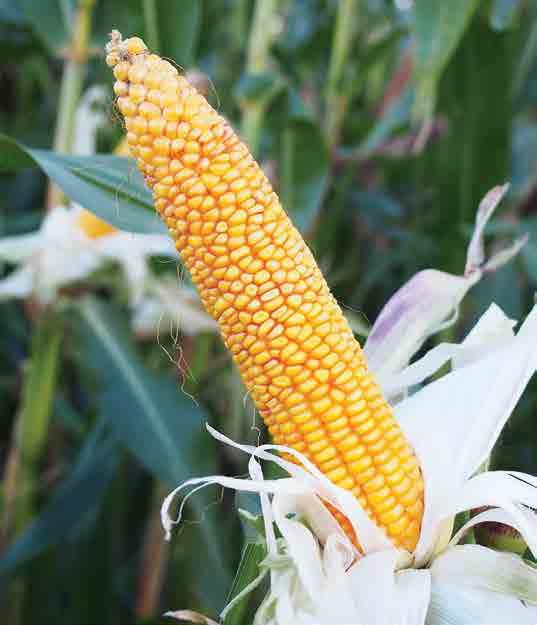 STRONA 20 nasiona / wiosna 2018 / kukurydza FAO: 240 TYP ZIARNA: SF GARRIDO Spełniona kiszonka! GARRIDO to odmiana łącząca wysoki plon zielonki z doskonałymi parametrami żywieniowymi.