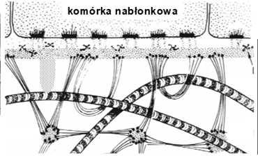 rejonu podnabłonkowego (filtr) ukierunkowuje migrację komórek w procesach rozwoju i