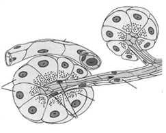 fibryliny) blaszka podstawna błona podstawna Gruczoły - zespoły komórek nabłonkowych o