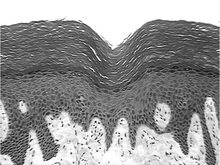 komórki) Główne rodzaje tkanek zwierzęcych: tkanka nabłonkowa tkanka łączna tkanka mięśniowa tkanka nerwowa
