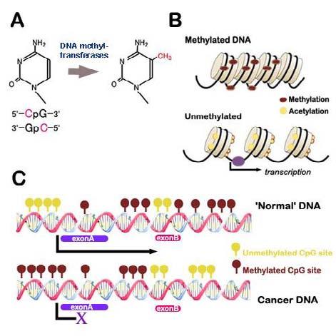 Metylacja DNA wycisza