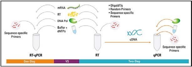 Wybór pomiędz 1-etopową albo 2-etapową reakcją RT-qPCR 1-step 2-step Advantages Less experimental variation since both reactions take place in the same tube Fewer pipetting steps reduces risk of