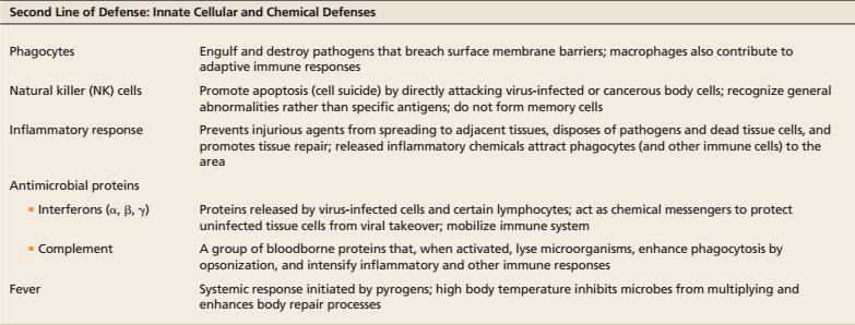 Mechanizmy odporności wrodzonej Druga linia obrony: odporność wrodzona Fagocytoza Komórki NK (natural killer) Reakcja zapalna Pochłanianie i niszczenie patogenów, które przeniknęły przez bariery