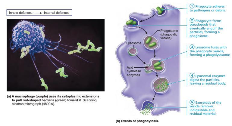 Fagocytoza 1) Fagocyty przylegają do patogenów. fagosom 2) Fagocyty tworzą pseudopodia, które pochłaniają cząsteczki do fagosomów.