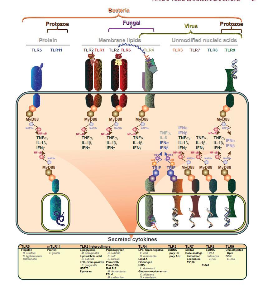 Toll-like receptors (TLRs) Nazwa nawiązuje do genu Drosophila, którego mutacja prowadzi