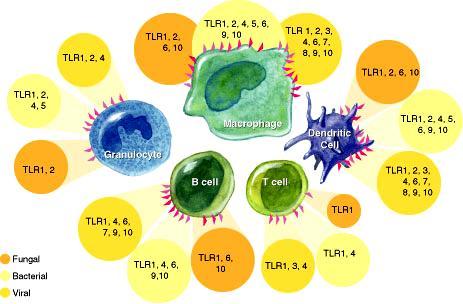 Występowanie TLR granulocyt makrofag kom. dendrytyczna limf.