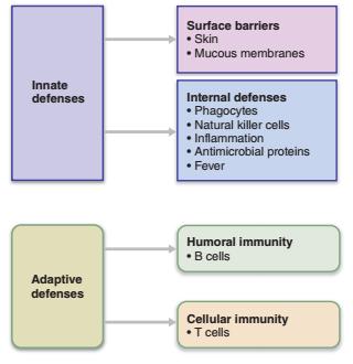 Procesy odpornościowe Bariery powierzchniowe skóra śluz Odporność wrodzona Obrona wewnętrzna fagocytoza komórki NK