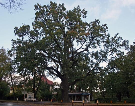 Wojewódzkiej Rady Narodowej we Wrocławiu, Nr 4 poz. 10 z dnia 7 kwietnia 1953 r.) Dąb Piotra Własta (Quercus robur) Obwód pnia 510cm. Pień bez uszkodzeń, otoczony metalowym płotkiem.