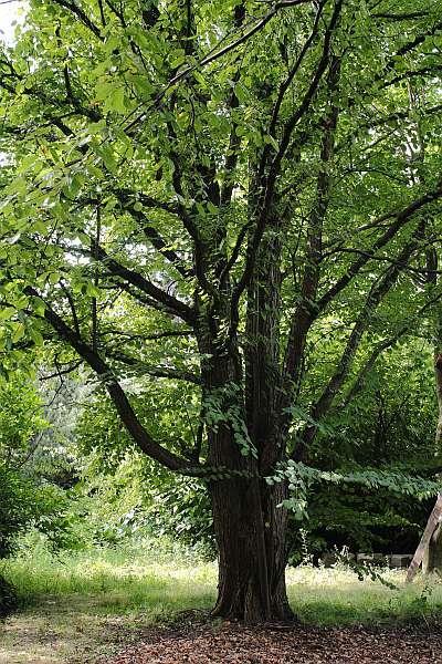 Opis lokalizacji: Park Szczytnicki za placem zabaw przy rozwidleniu alejek w kierunku kolumny Wilhelma Podstawa prawna: Rozporządzenie Wojewody Dolnośląskiego z dnia 19.04.2002 r. (Dz. Urz. Woj. Dol. z 2002 r.