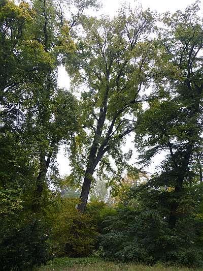 Wiąz szypułkowy Obwód pnia 320cm. Pokrój typowy dla gatunku. Zdrowy. Opis lokalizacji: al. Jana Kochanowskiego 10-12 - Ogród Roślin Leczniczych.