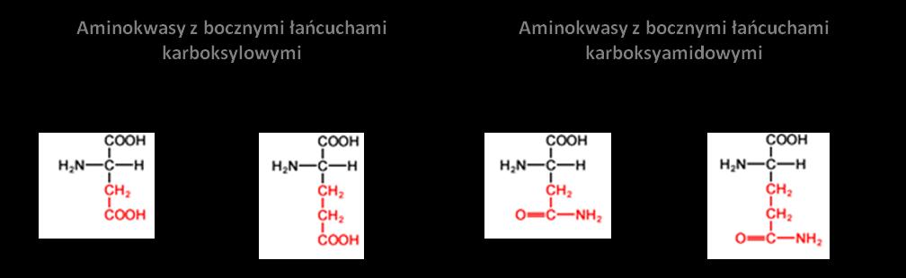 Aminokwasy stanowią grupę związków o zróżnicowanej budowie, właściwościach i funkcji.