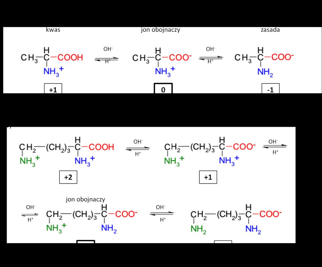 karboksylowa (protonacja), natomiast przy wzroście ph, dejonizacji ulega grupa aminowa (deprotonacja) (rys. 3)