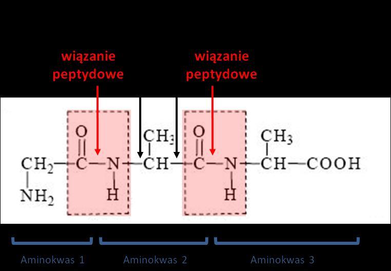 Rys. 5. Wiązanie peptydowe jest płaskie i ma charakter wiązania podwójnego, co zapobiega rotacji wokół niego.