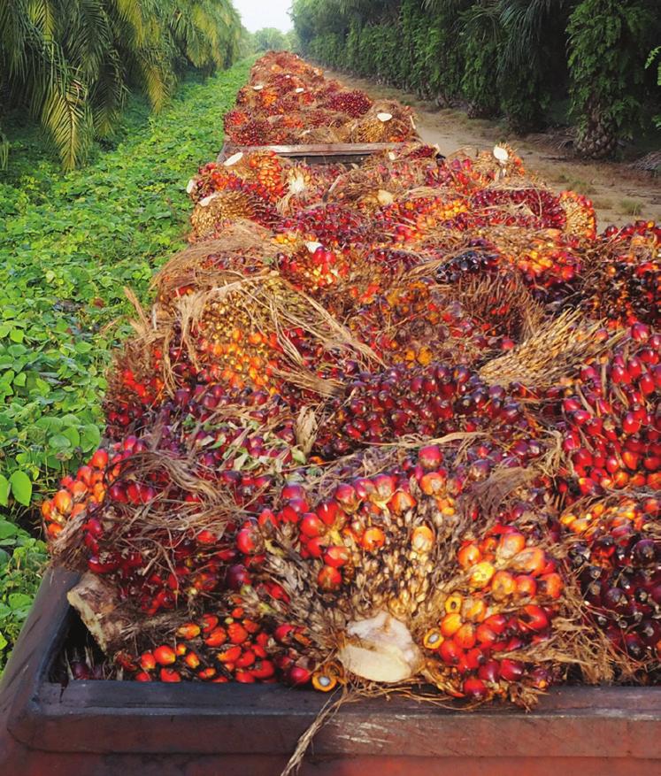 Ferrero wykorzystuje w swoich produktach olej palmowy w certyfikowany przez RSPO jako segregowany.