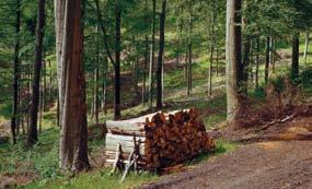 przedsiębiorstw przemysłu drzewnego także coraz więcej gmin,